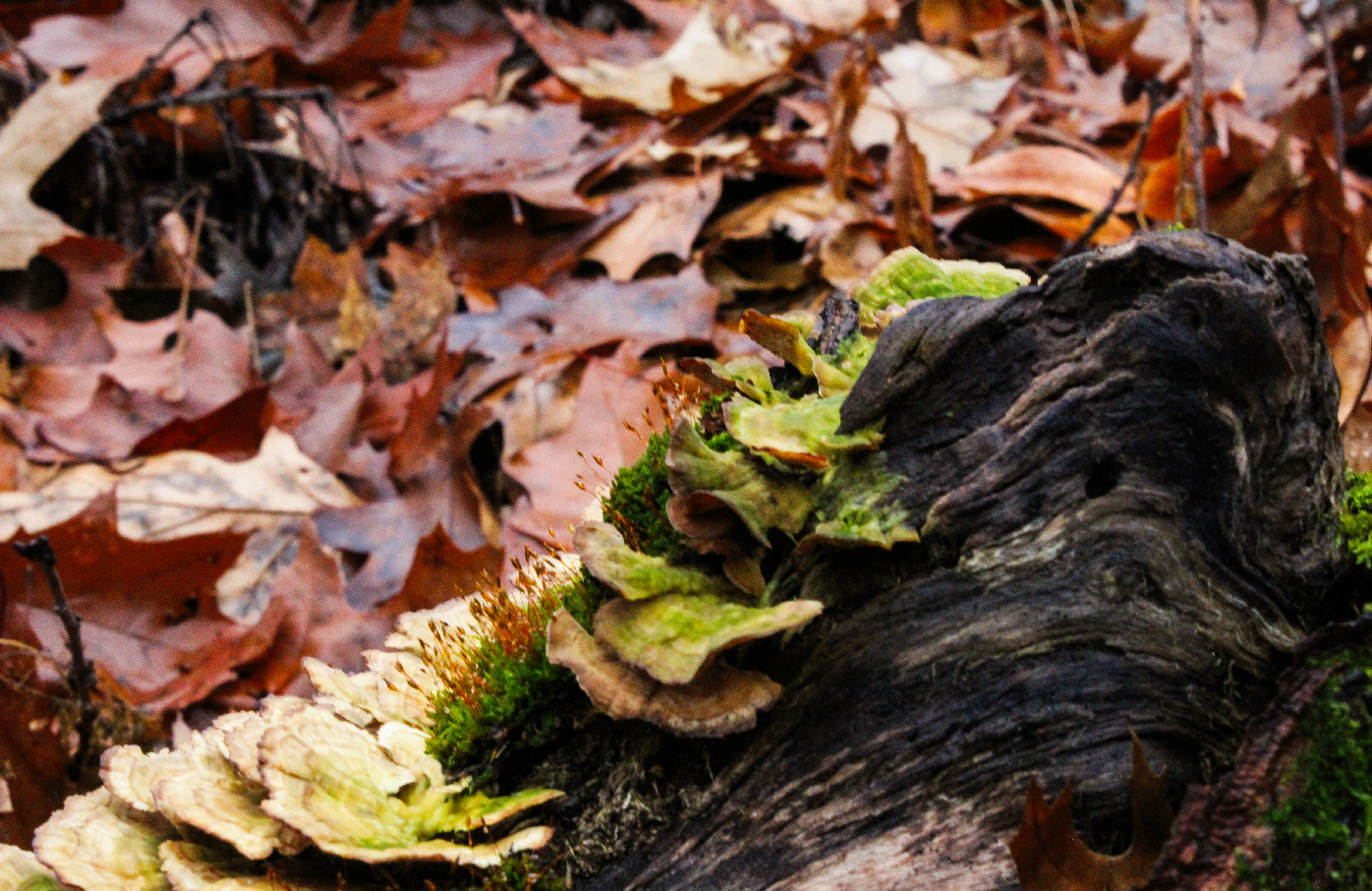 Forest and Macro