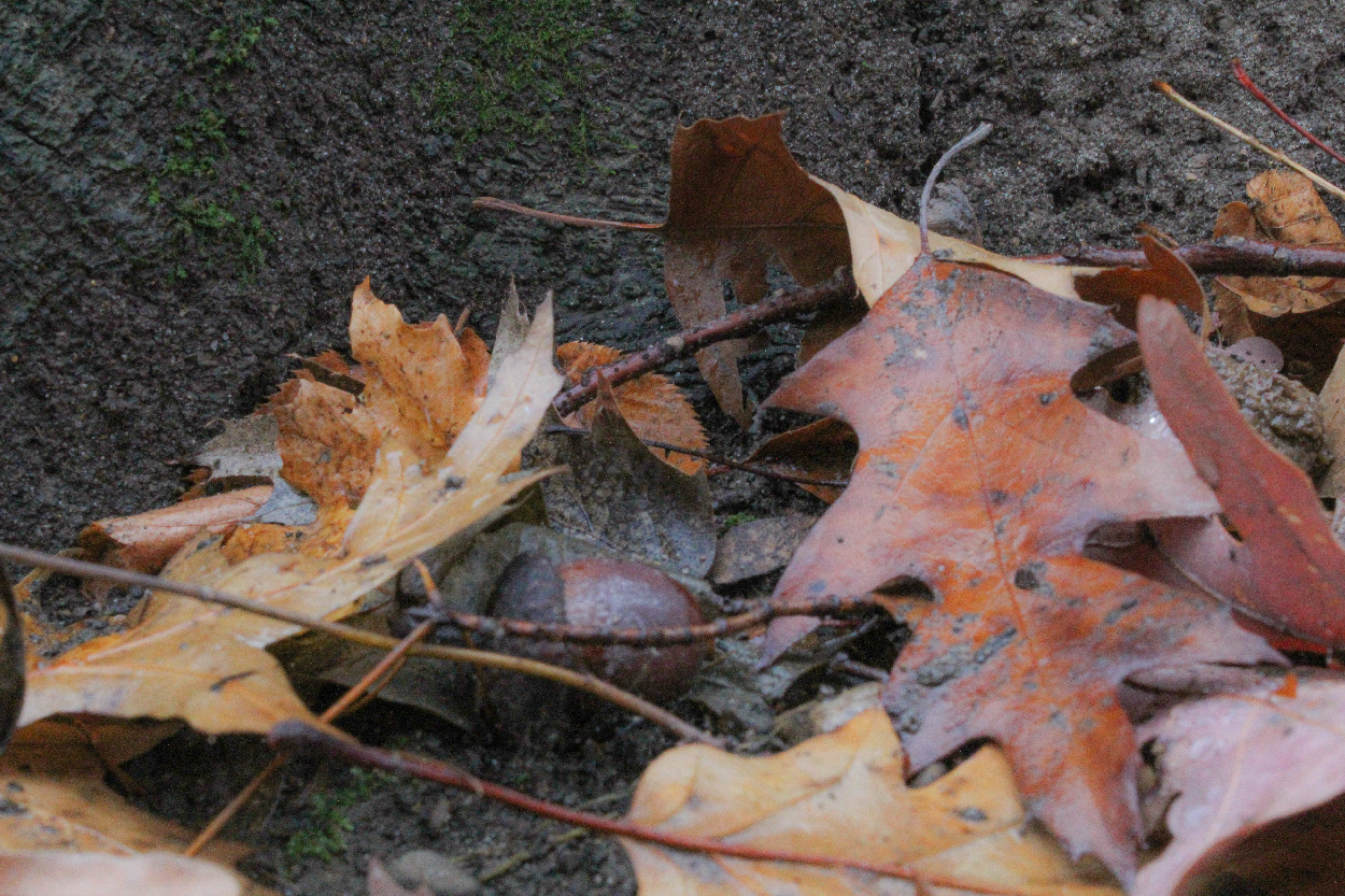 Forest and Macro