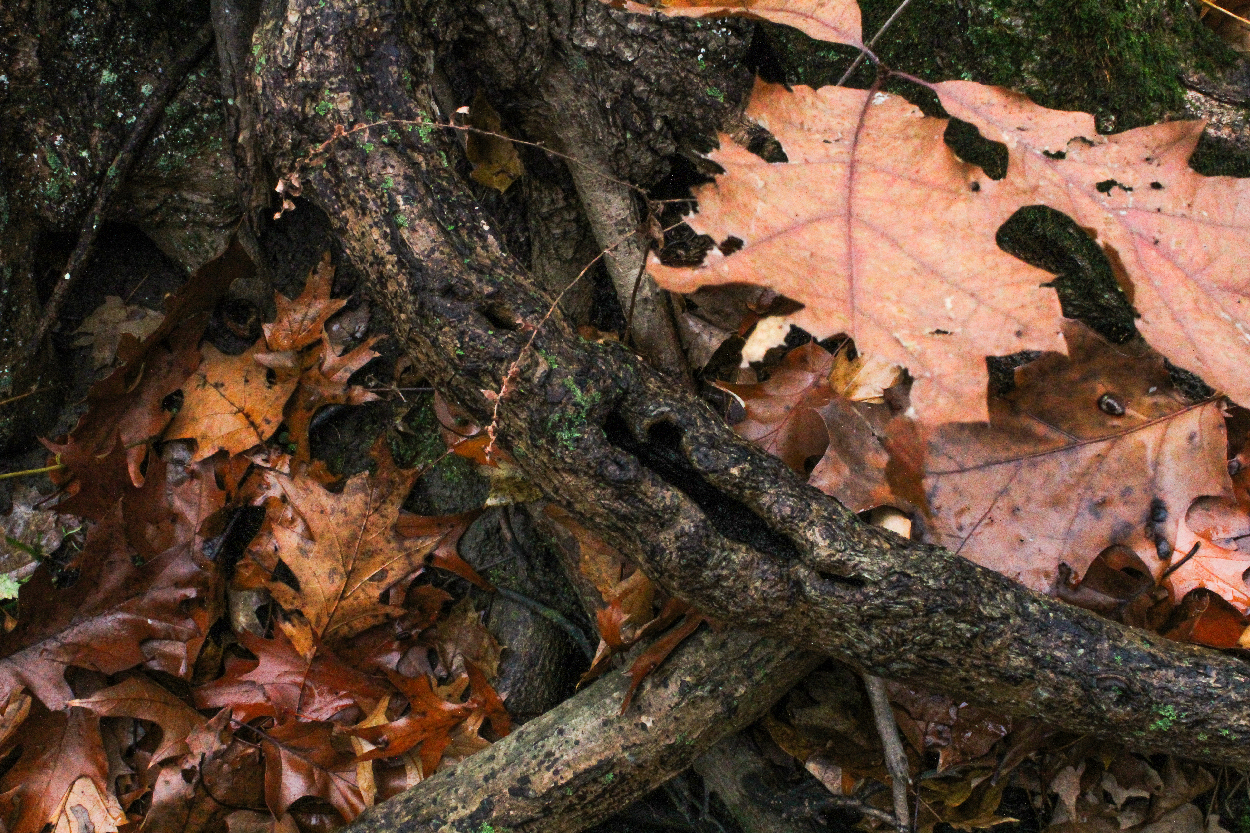 Forest and Macro