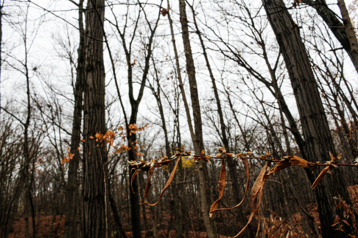 Forest and Macro