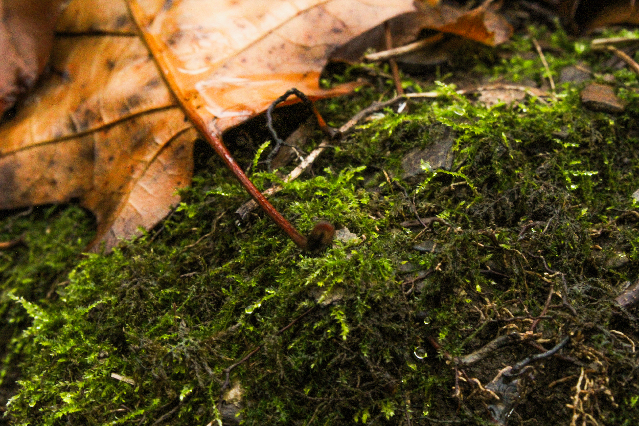 Forest and Macro