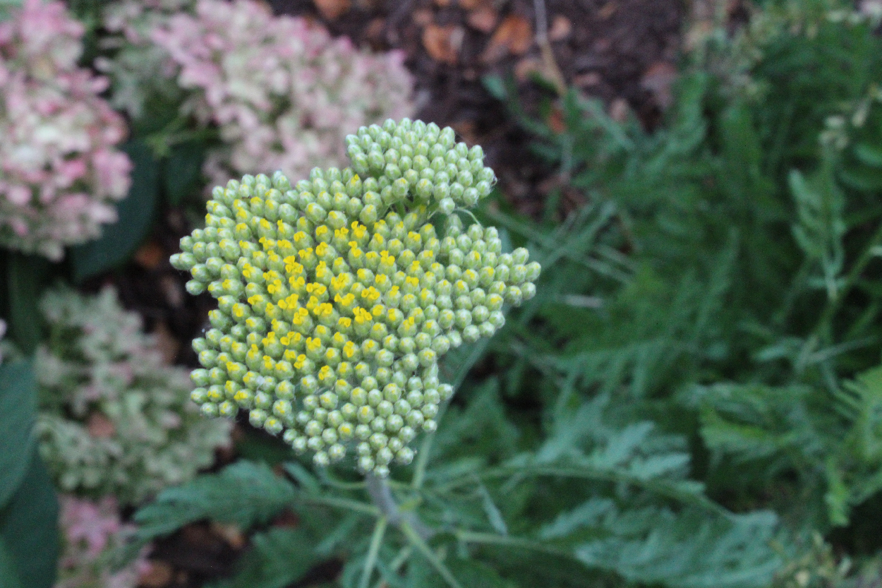 Simple Flowers