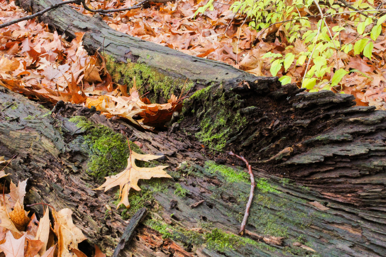 Forest and Macro