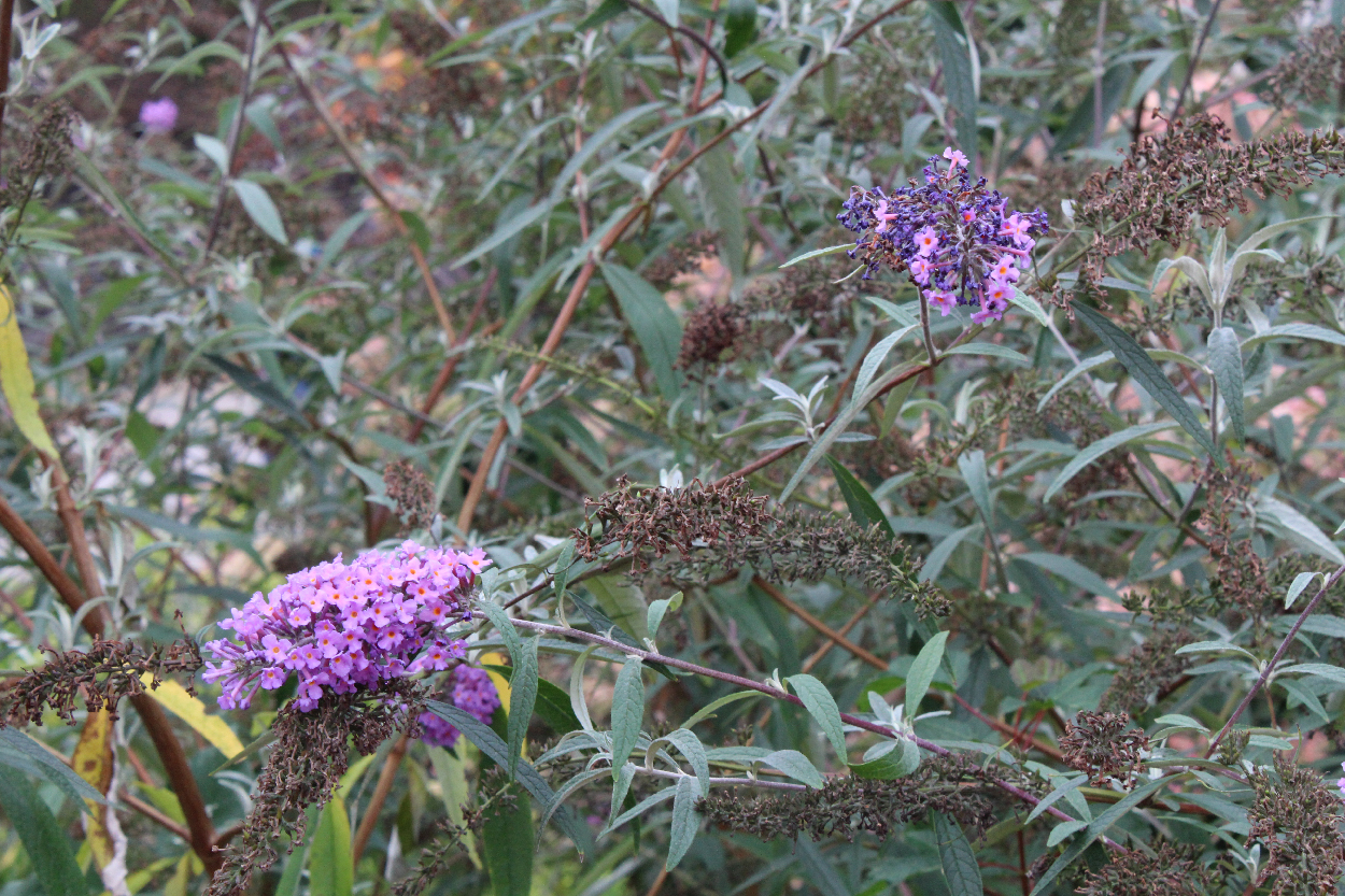 Simple Flowers