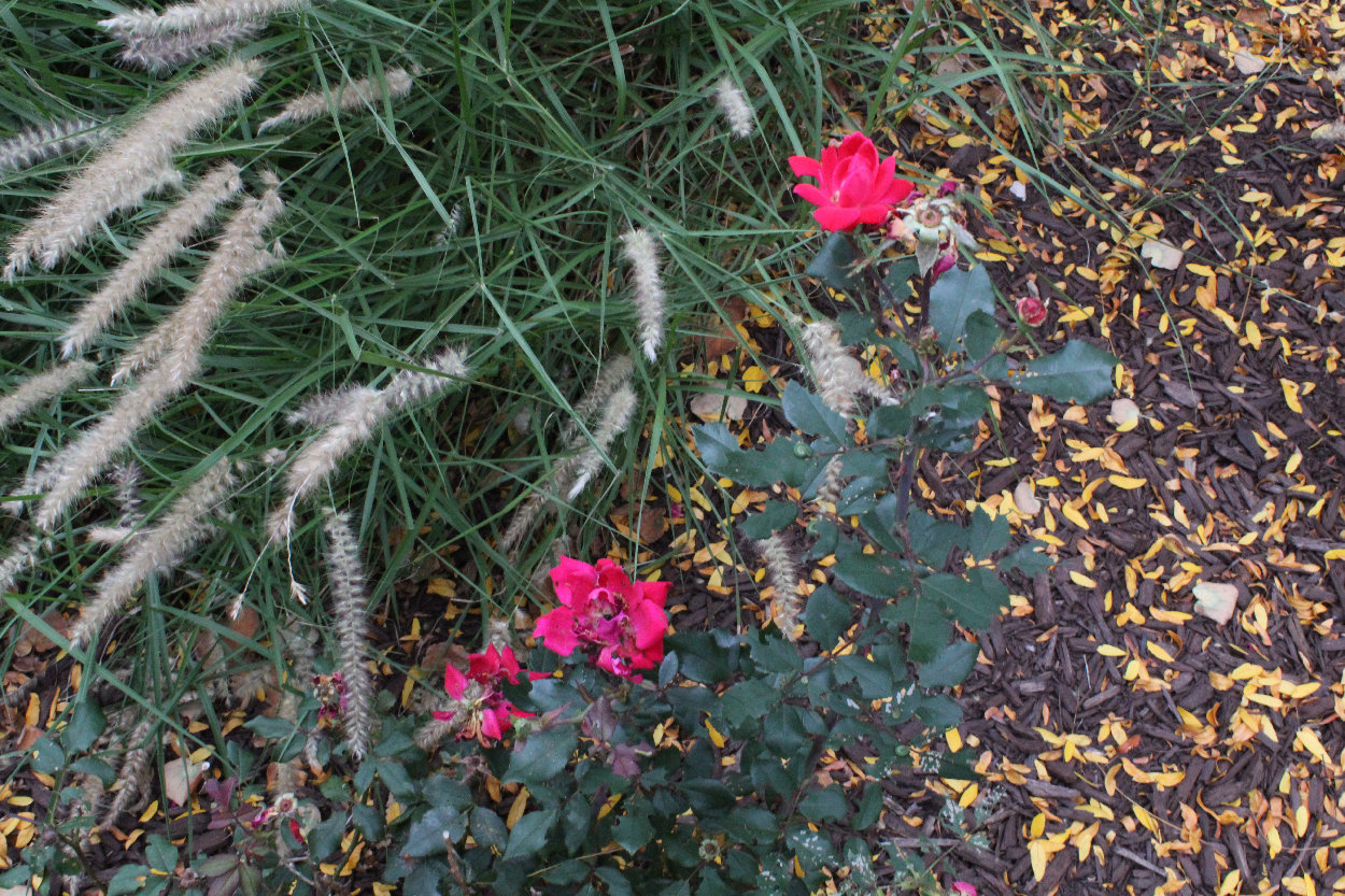 Simple Flowers