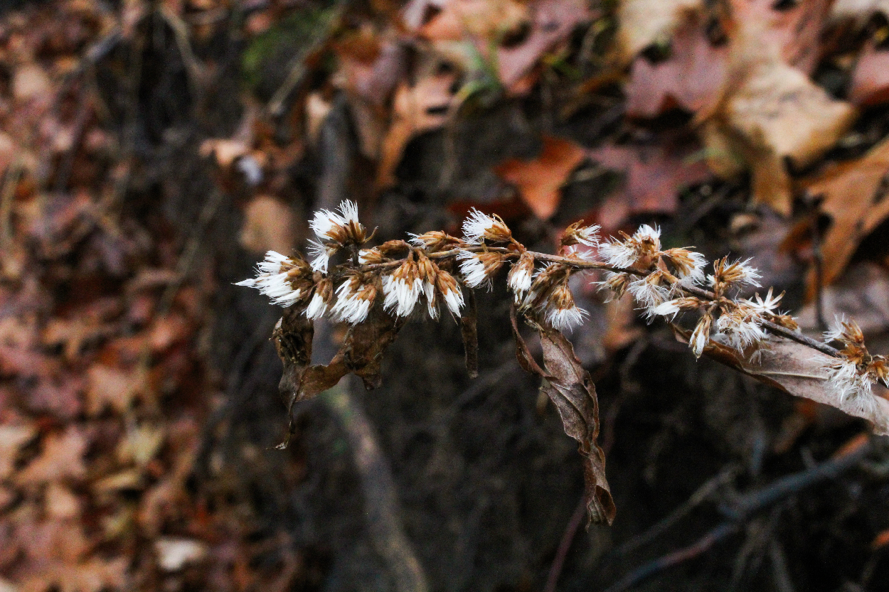 Forest and Macro