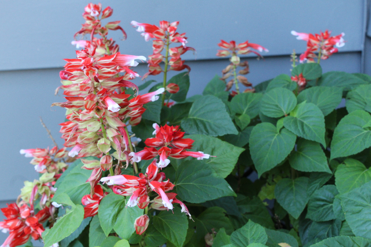 Salvia Splendens