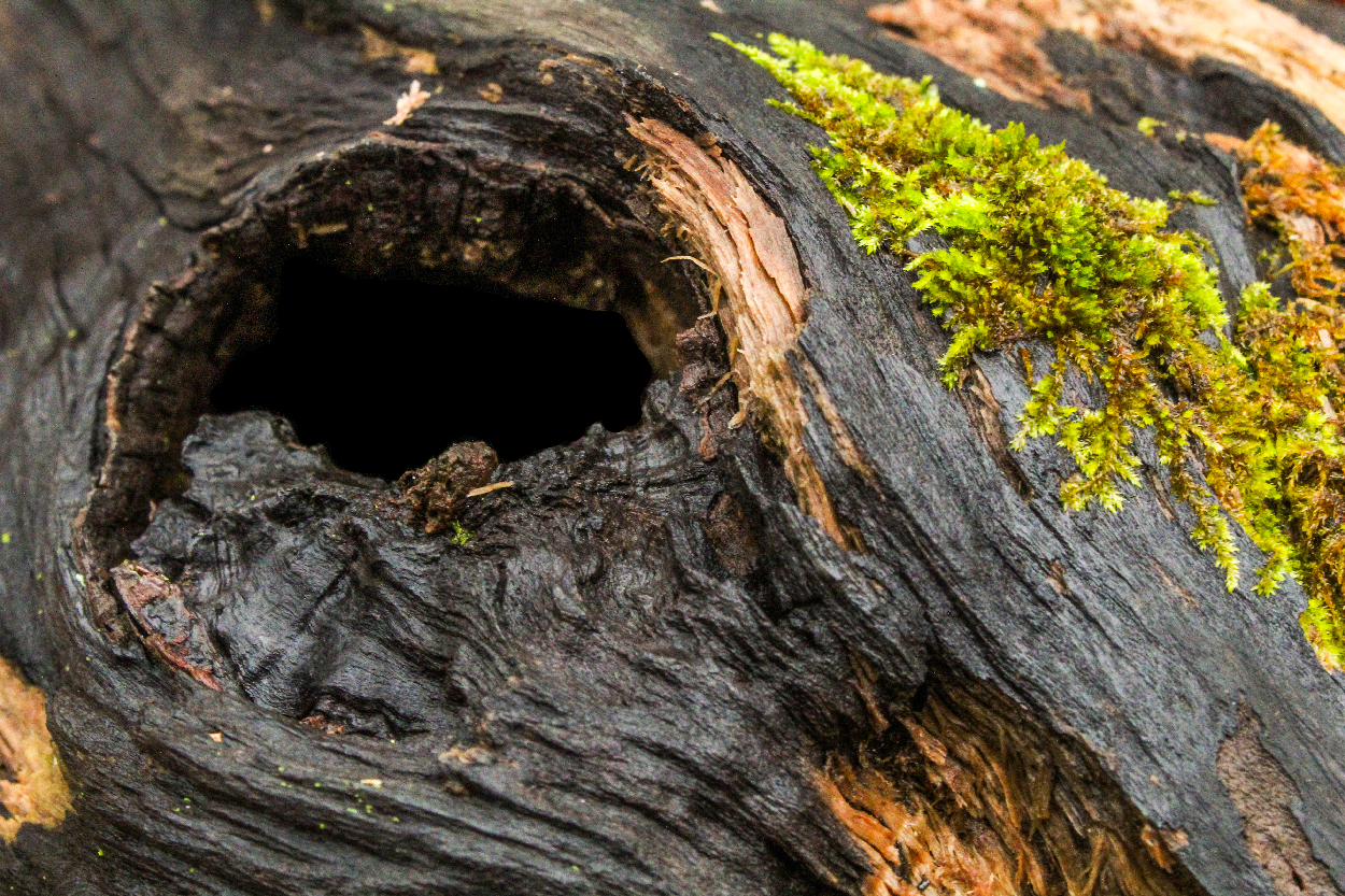 Forest and Macro