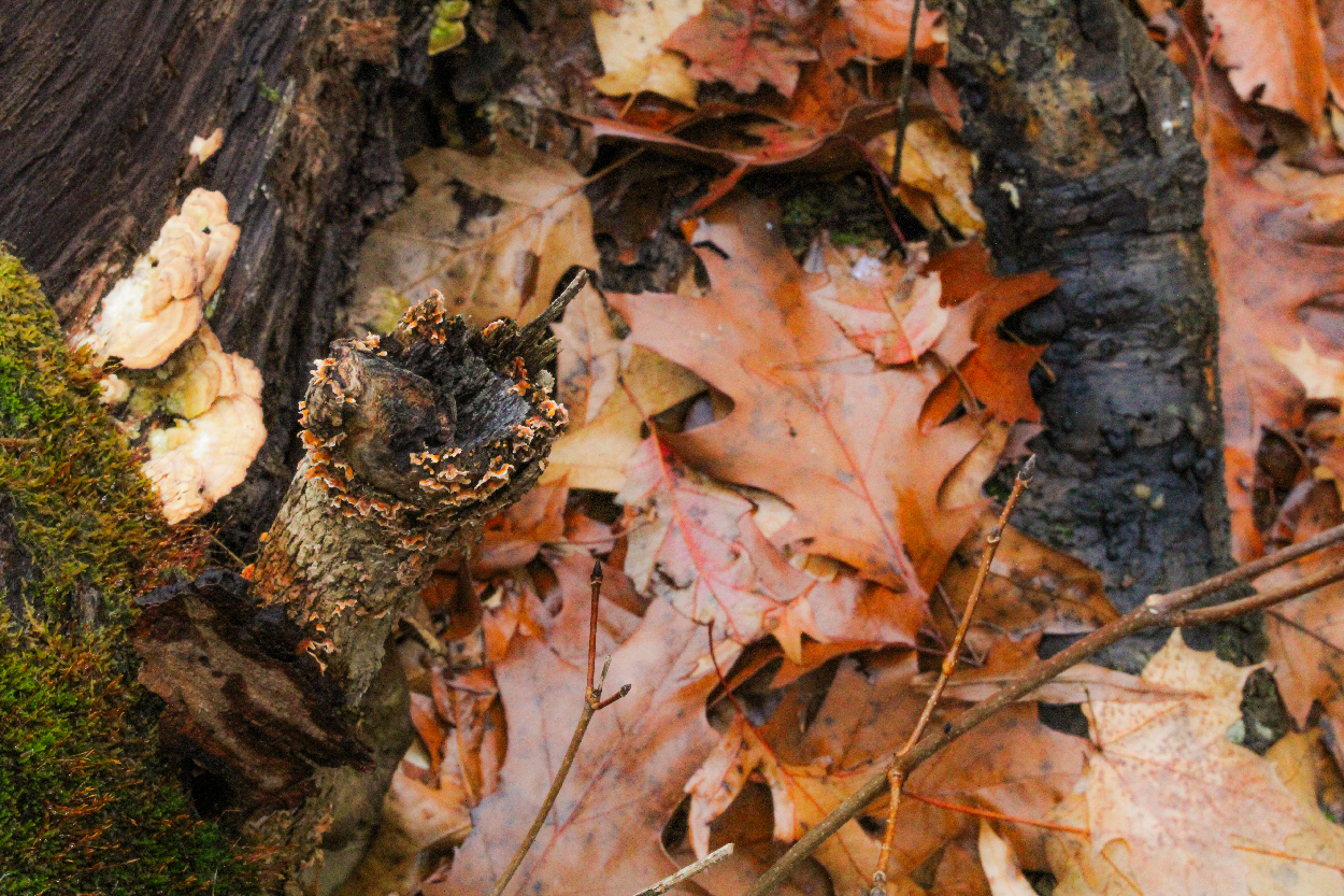 Forest and Macro